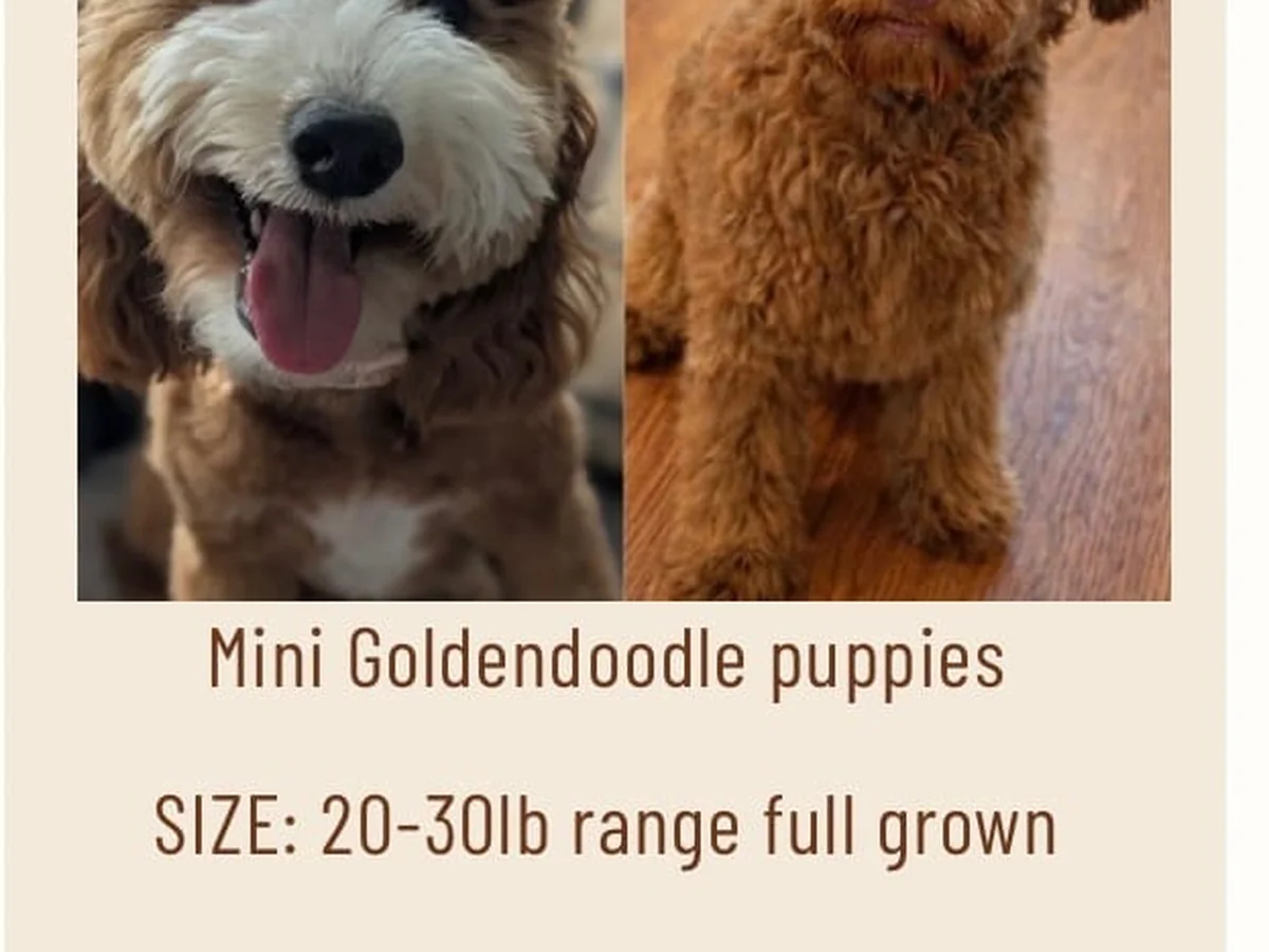 Goldendoodle from Atlanta Doodles and Poodles in Barnesville, GA