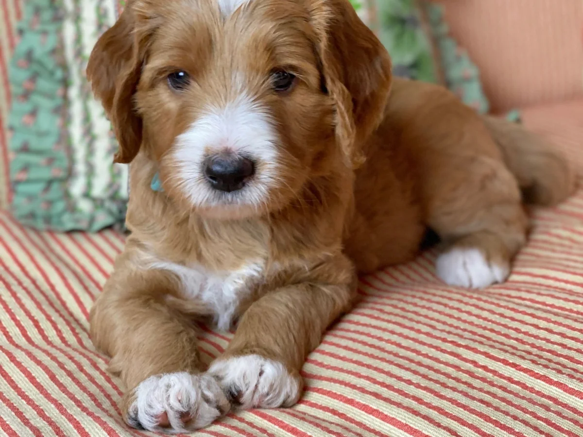 Goldendoodle from Four Gables Doodles in Roswell, GA