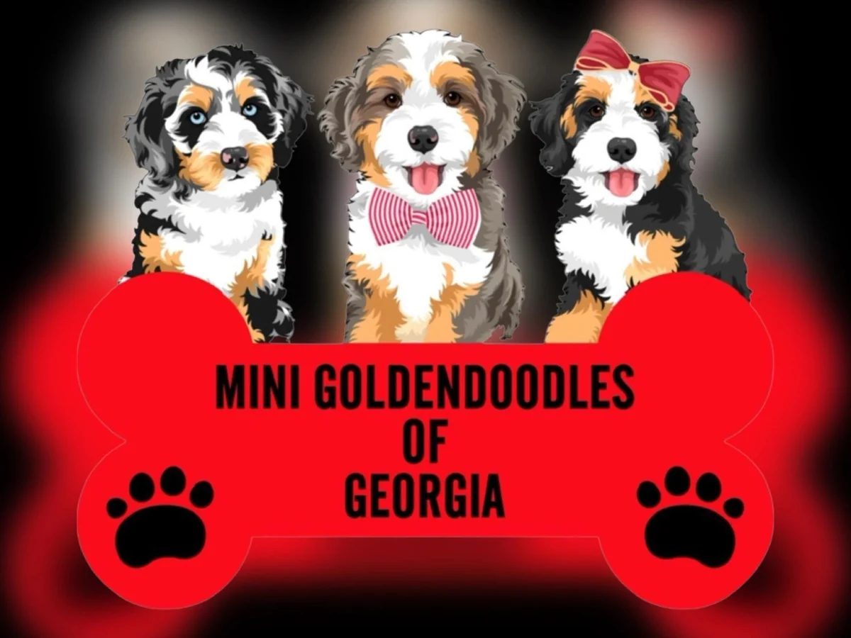 Goldendoodle from Mini Goldendoodles of Georgia in Suwanee, GA