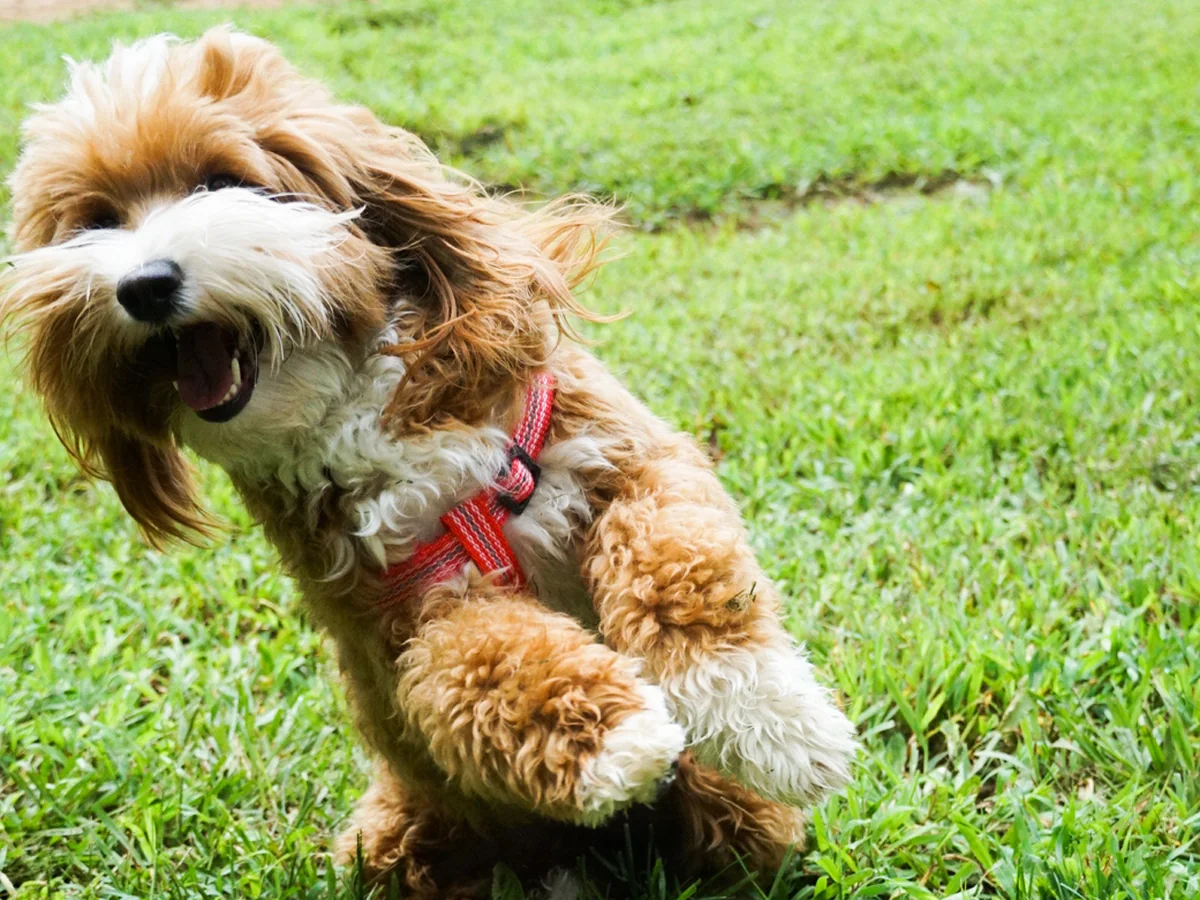 Goldendoodle from River Falls Goldendoodles in Mount Airy, GA