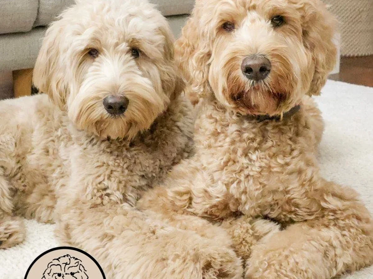 Goldendoodle from Southern Coast Goldendoodles in Sugar Hill, GA