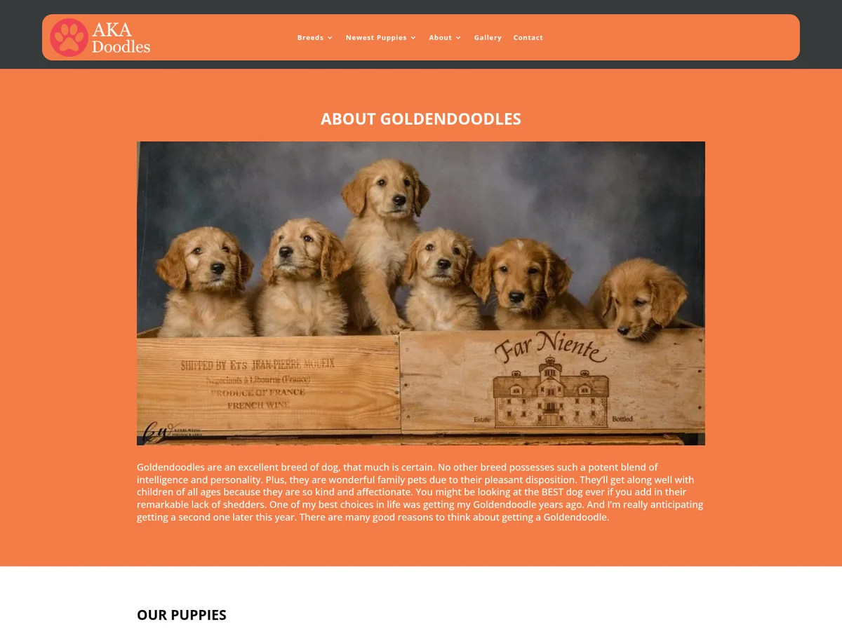 Goldendoodle puppy from AKA's Doodles in Caledonia, IL