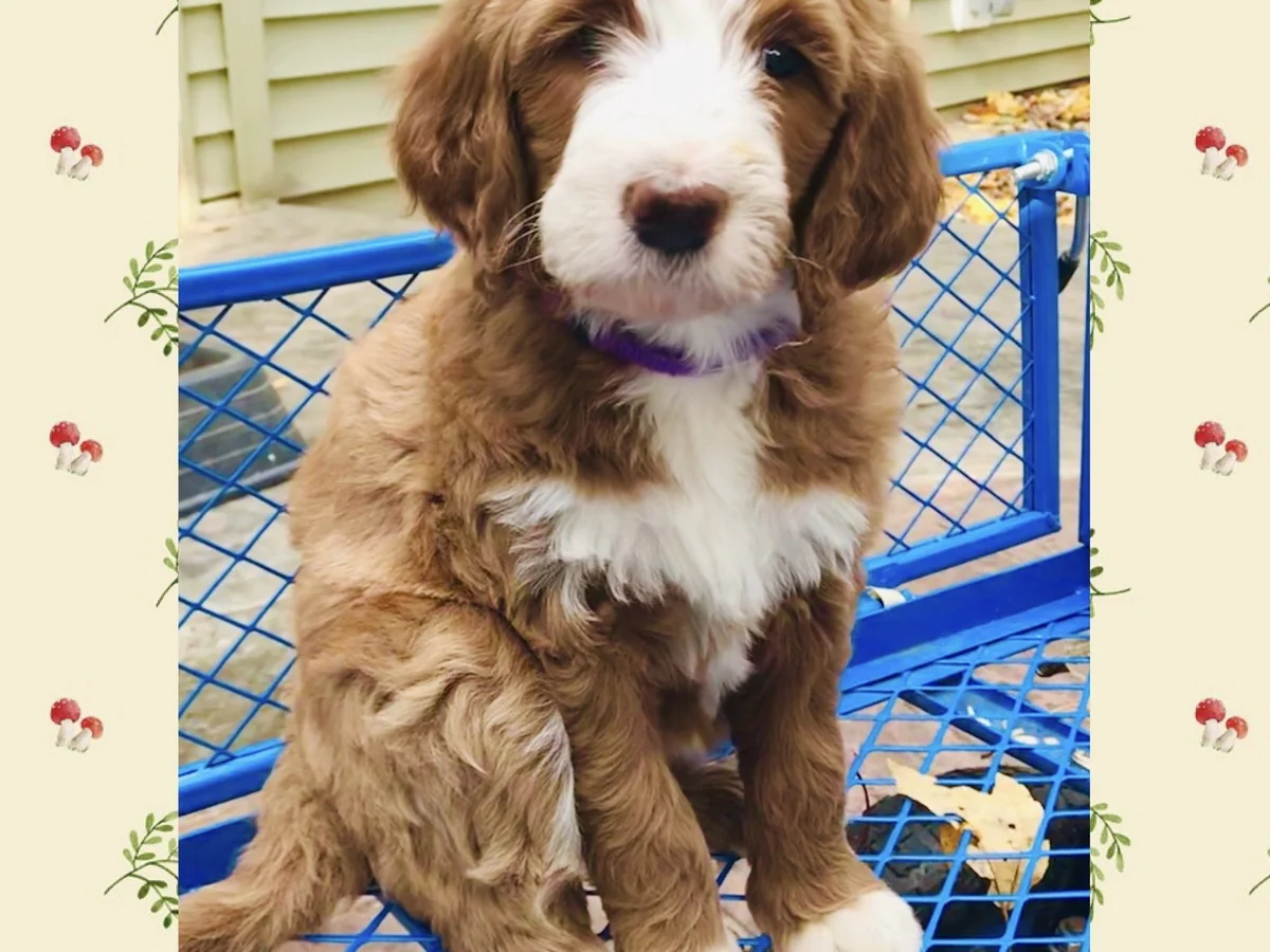 Goldendoodle from Bluebell Goldendoodles in Central IL