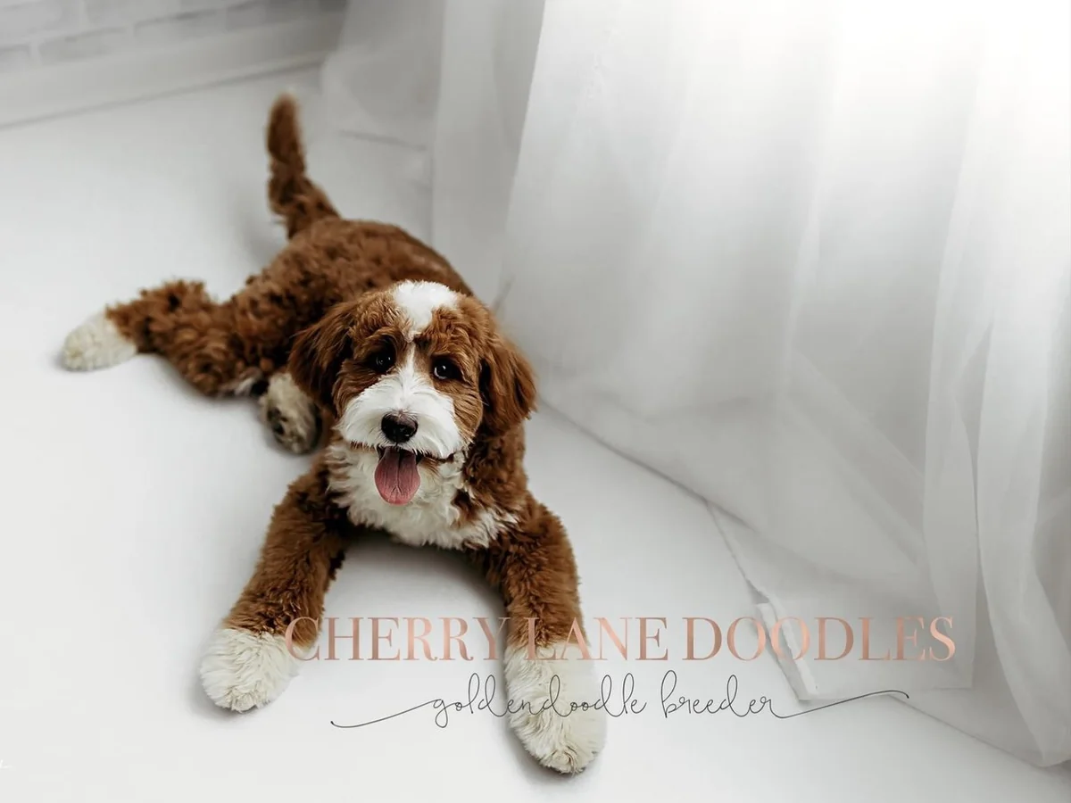 Goldendoodle from Cherry Lane Doodles in Beecher, IL