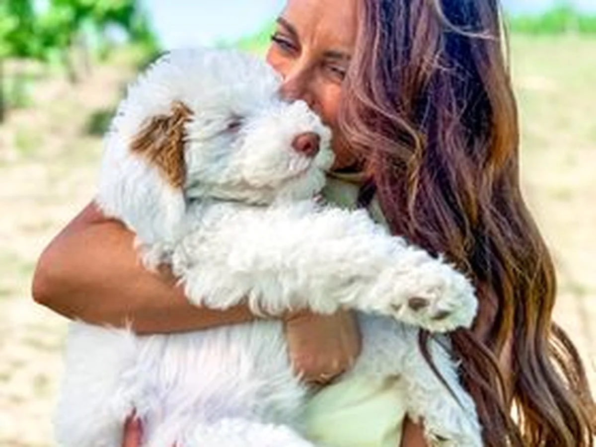 Goldendoodle from Doodle Bugs Doodles in Kankakee County, IL