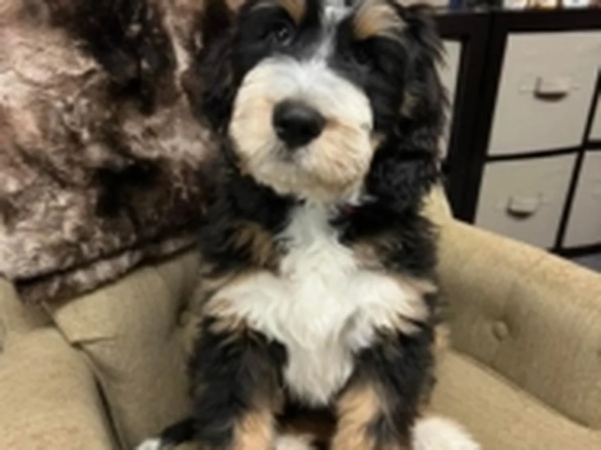 Goldendoodle from Erica's Doodles in SW Chicago suburbs, IL