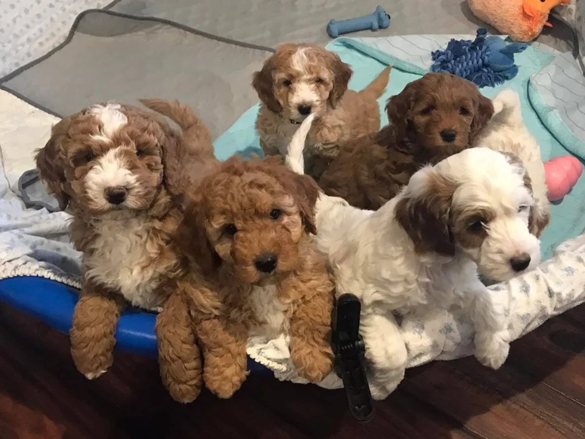 Goldendoodle from Massbach Mesa Doodles in Stockton, IL