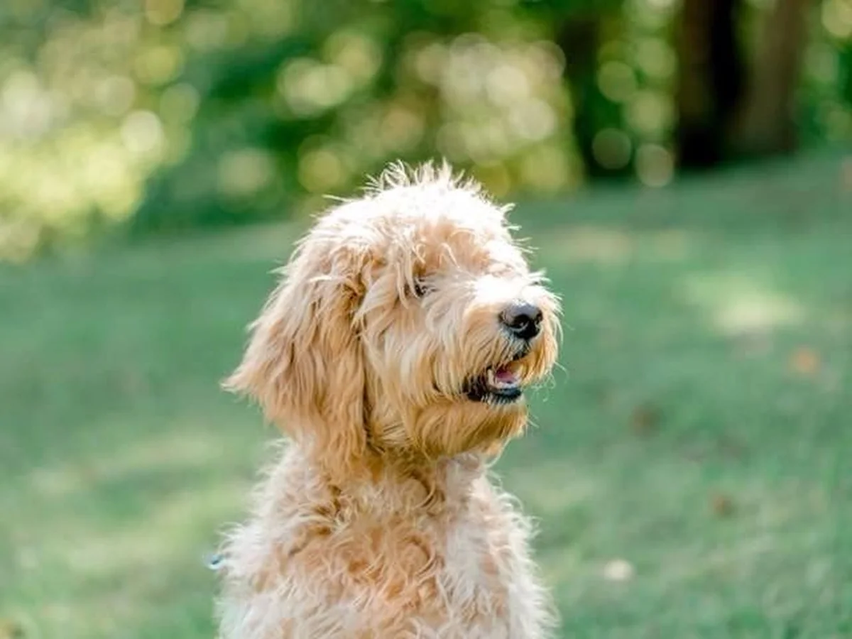 Goldendoodle from Cottonwood Goldendoodles in Lebanon, IN