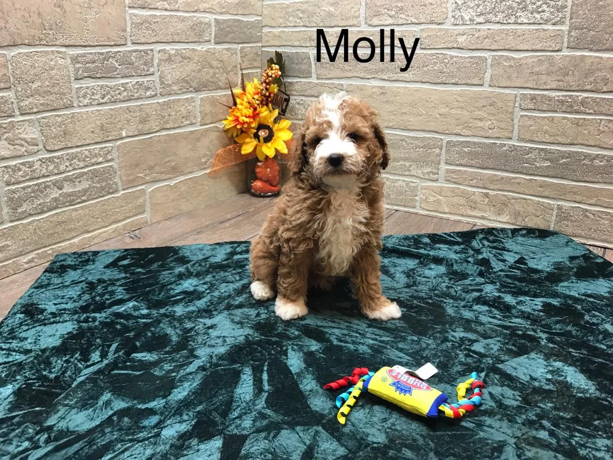 Goldendoodle from Danes & Doodles LLC in Grabill, IN