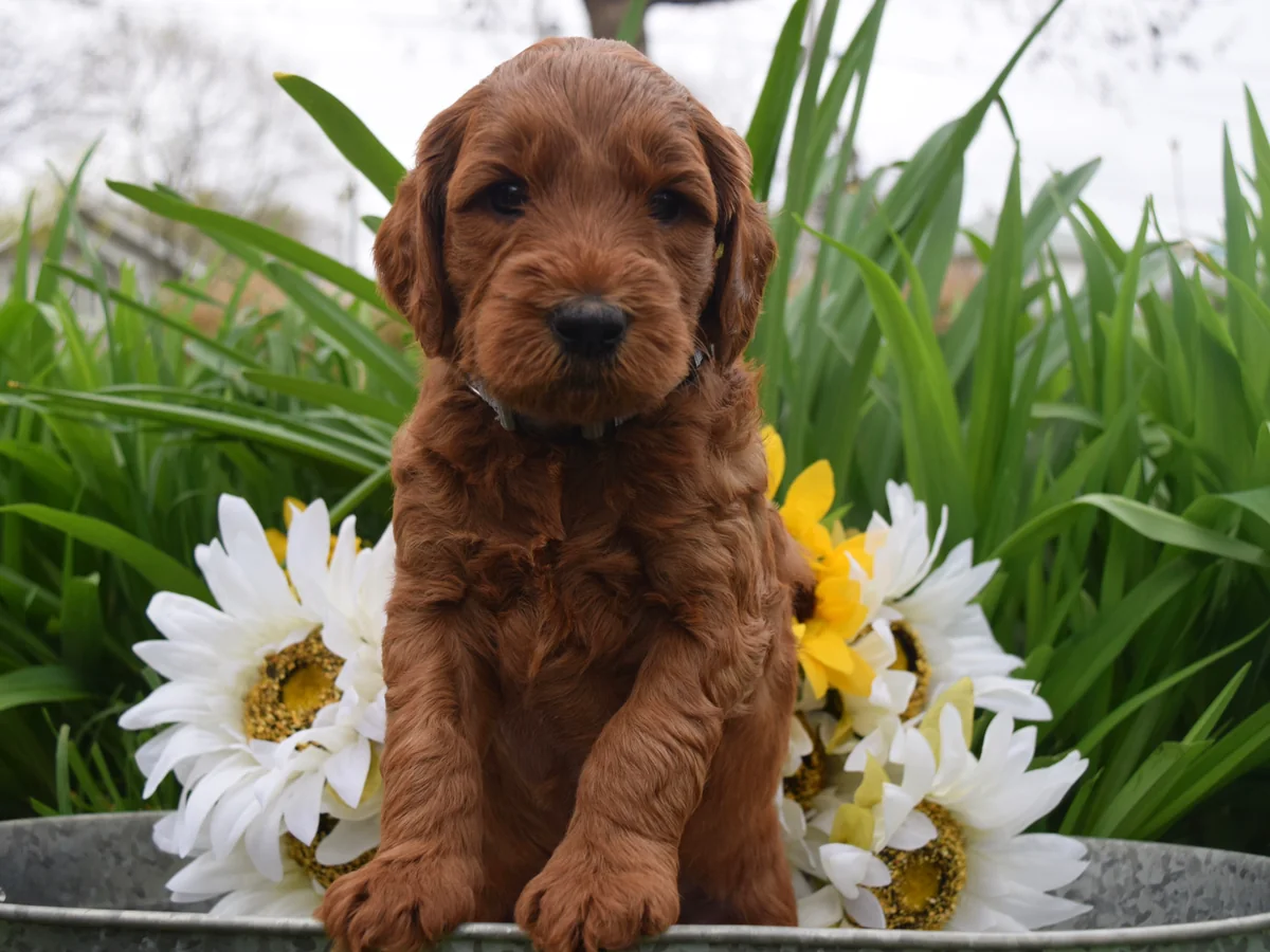 Goldendoodle from Gertie's Goldendoodles in Indianapolis, IN