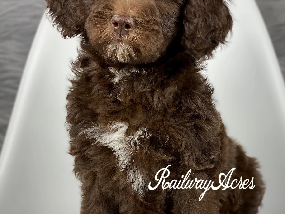 Goldendoodle from Railway Acres Kennel in Milford, IN