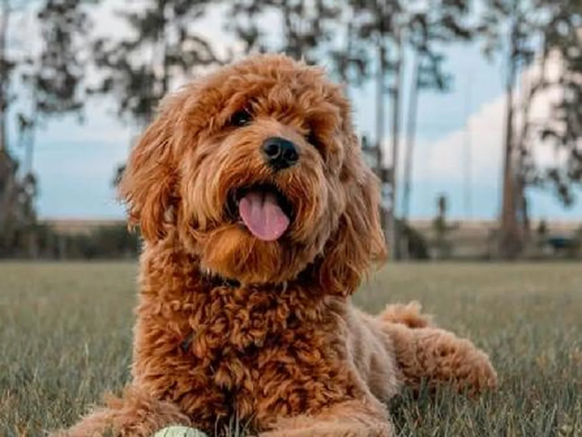 Goldendoodle Chip from Winding Creek Ranch Doodles in Crawfordsville, IN