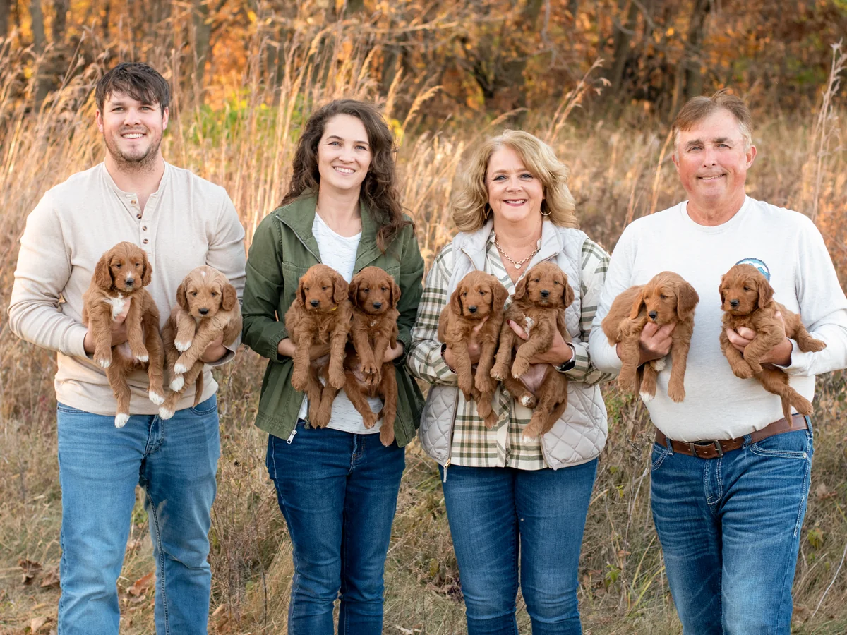 F1 mini Goldendoodle puppies from Iowa Goldendoodle Dandys in Humboldt
