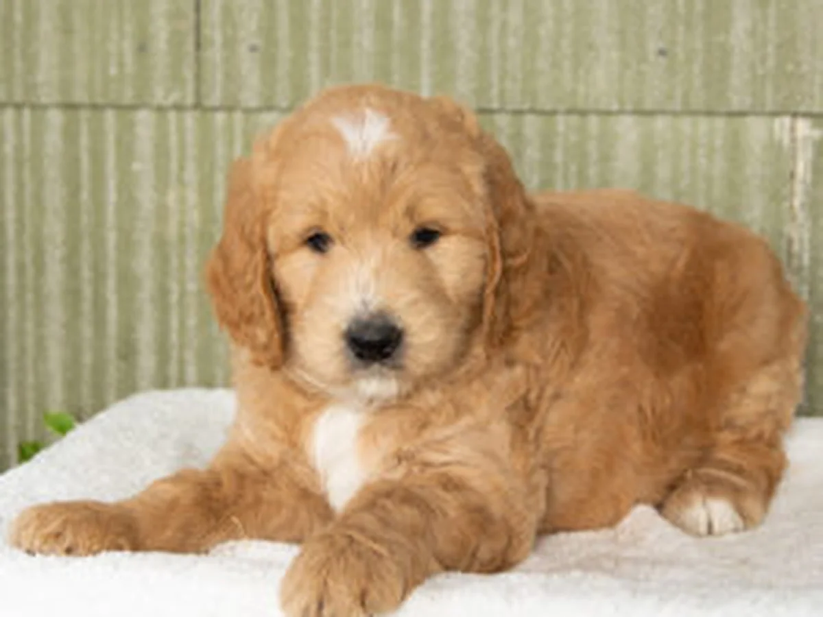 F1 Goldendoodle puppy from Albark Kennels in Oakland, MD