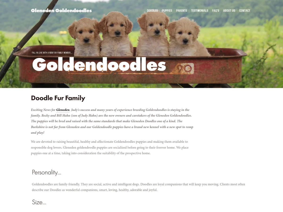 Goldendoodle from Gleneden Goldendoodles in Jefferson, MD