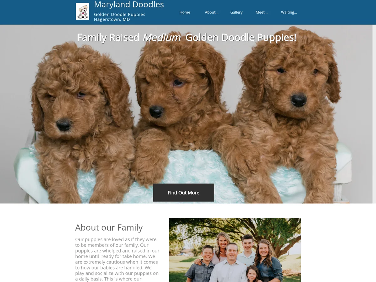 Goldendoodle from Maryland Doodles in Hagerstown, MD
