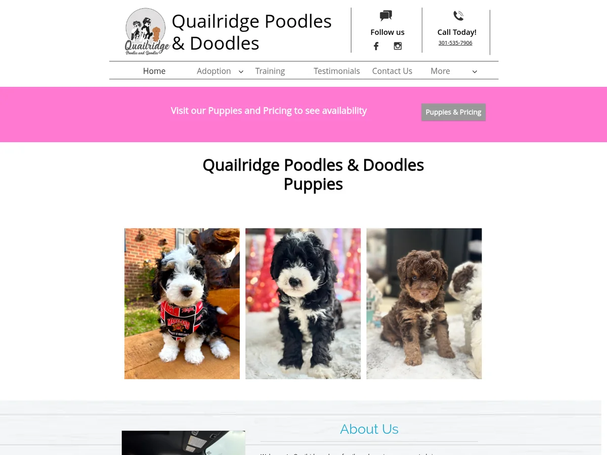 Goldendoodle from Quailridge Poodles and Doodles in La Plata, MD