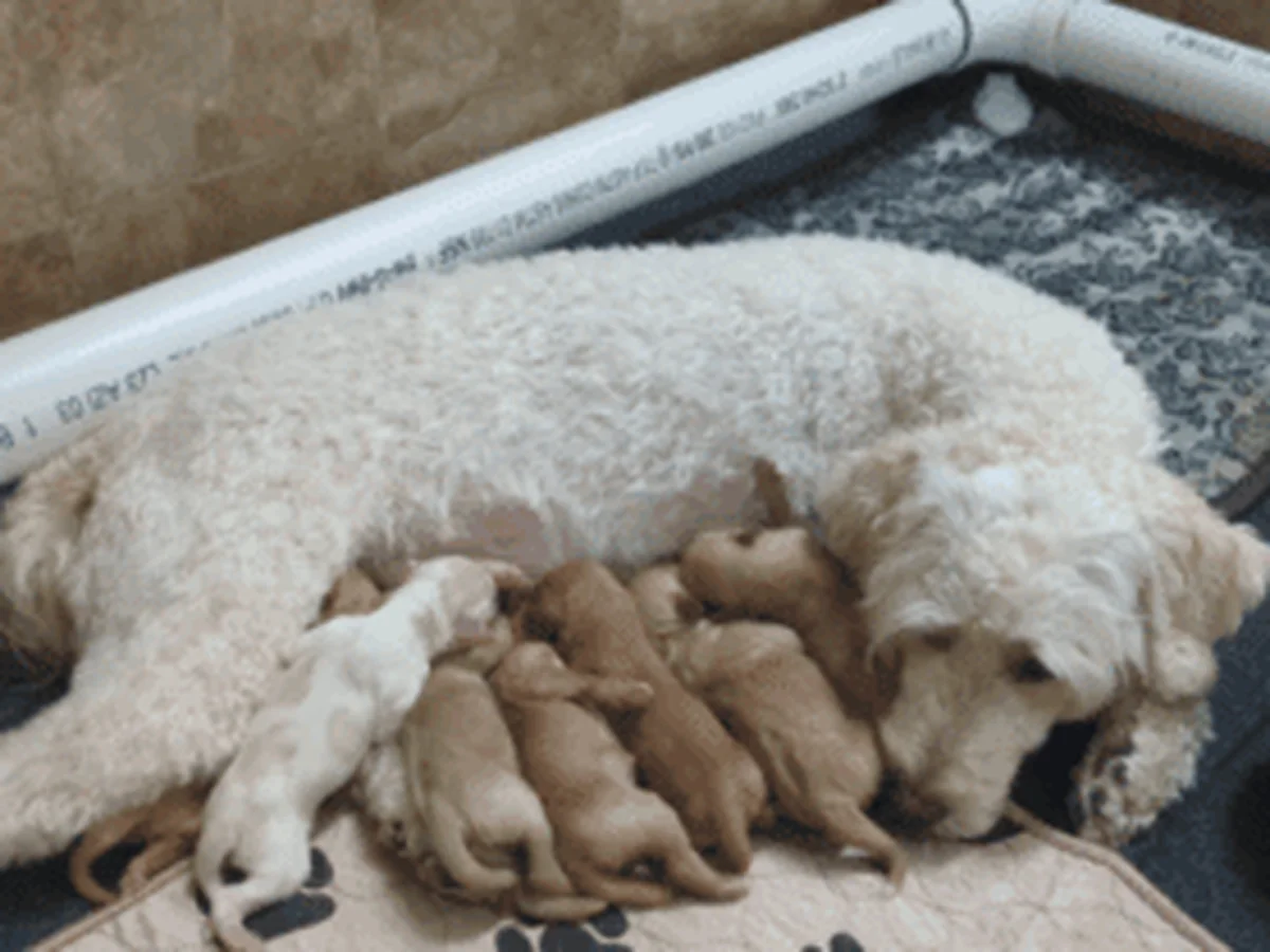 Mini Goldendoodle from Rocks and Roses Doodles in Street, MD