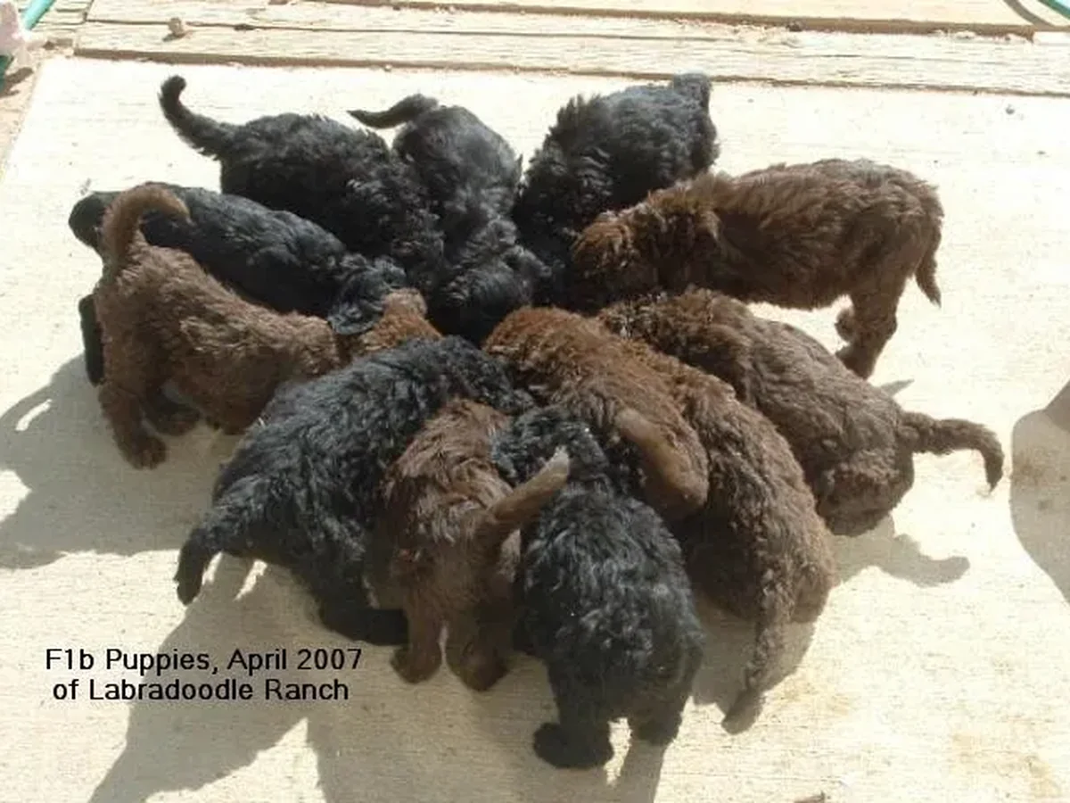 Goldendoodle from Doodle Ranch in East Lansing/Okemos, MI