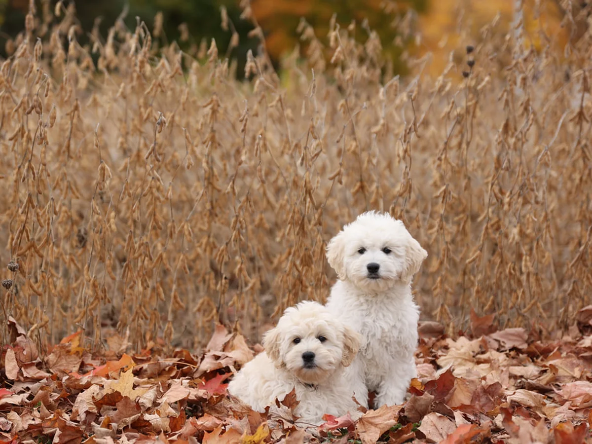 English Teddy Bear Goldendoodles from Forever Friends Goldendoodles in Crystal, MI