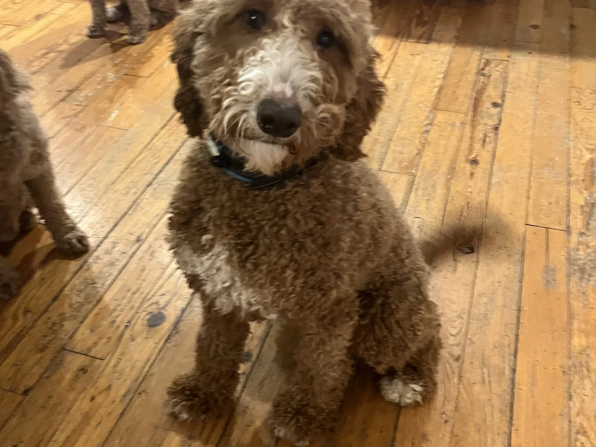Multi-gen Goldendoodle mama Quinn from Hickory Hills Doodles in Midland, MI