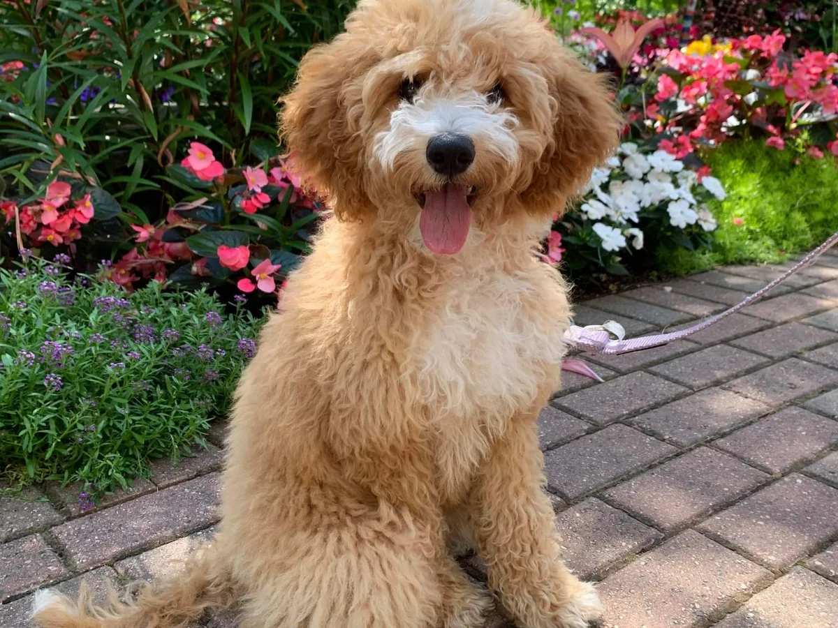 Mini Goldendoodle from Sweetie Doodles in Grand Rapids, MI