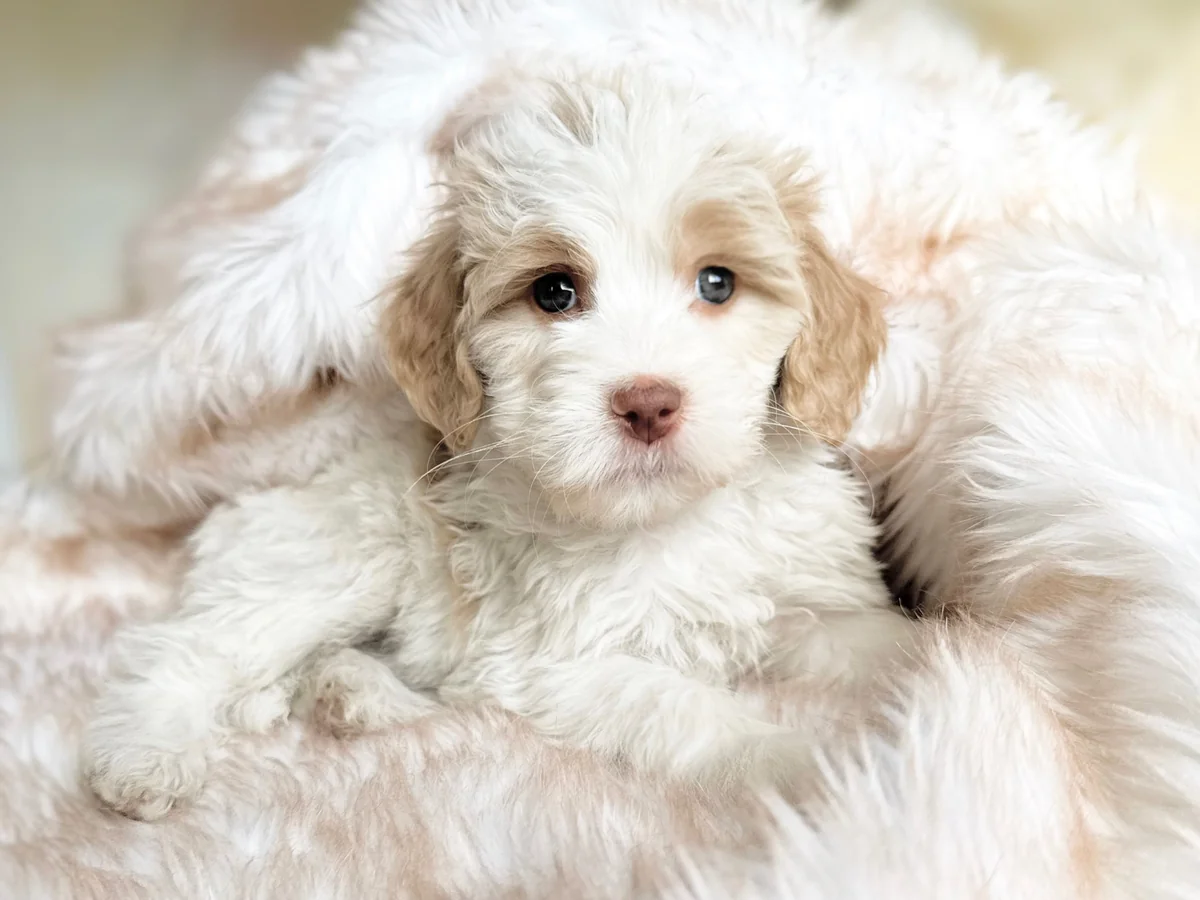 Goldendoodle from Windmere Kennels in St. Charles, MI
