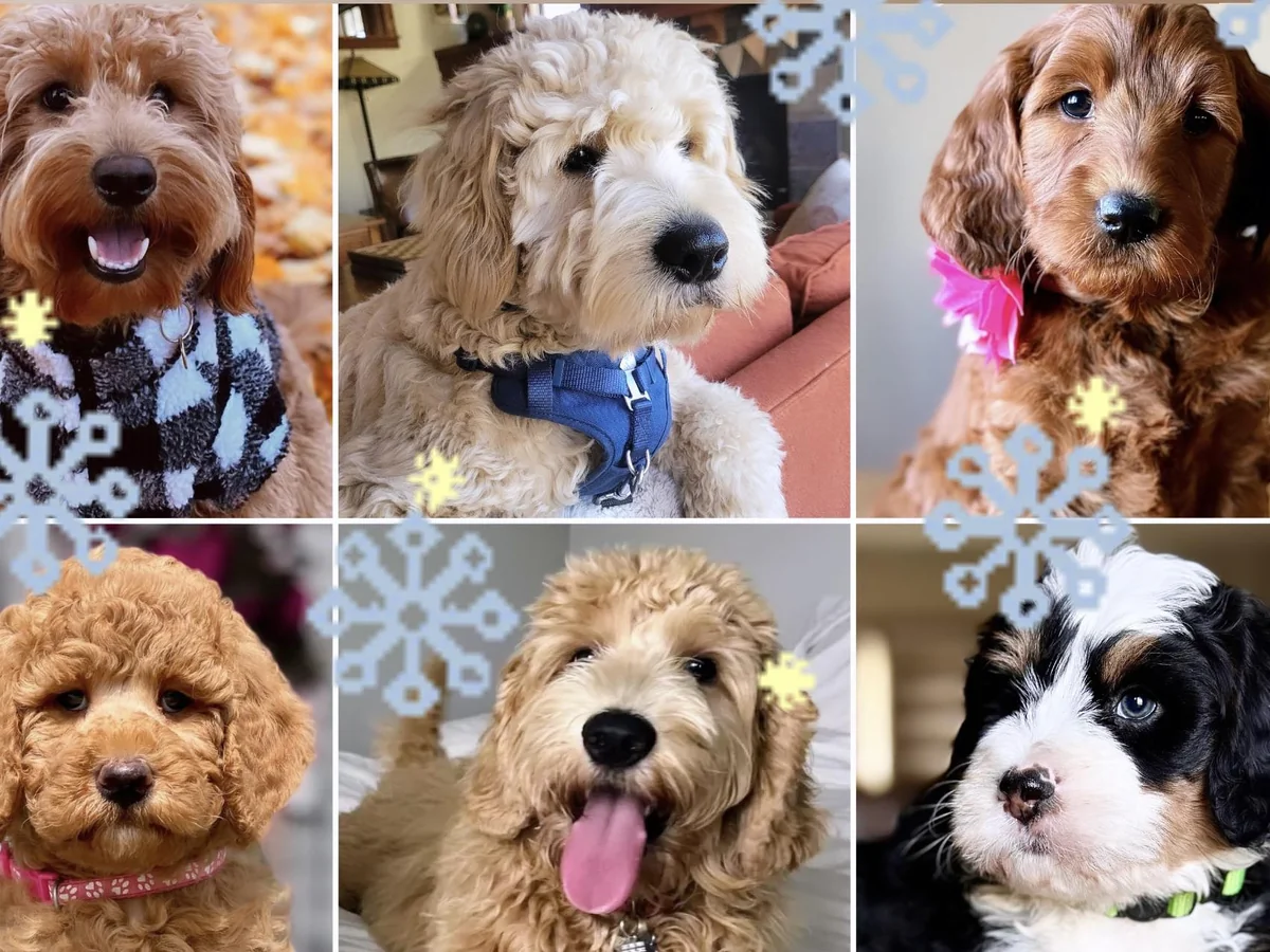 Goldendoodle from BrookeMarie's Goldendoodle Love in Vernon Center, MN