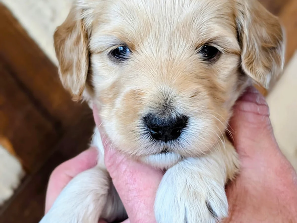 Mini Goldendoodle from Ocean Road Mini Goldendoodles in Janesville, MN