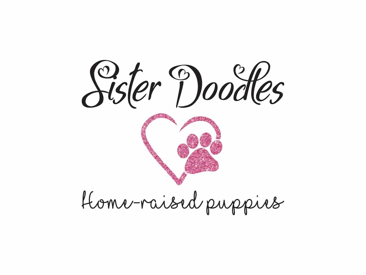 Goldendoodle from Sister Doodles in NW Minnesota
