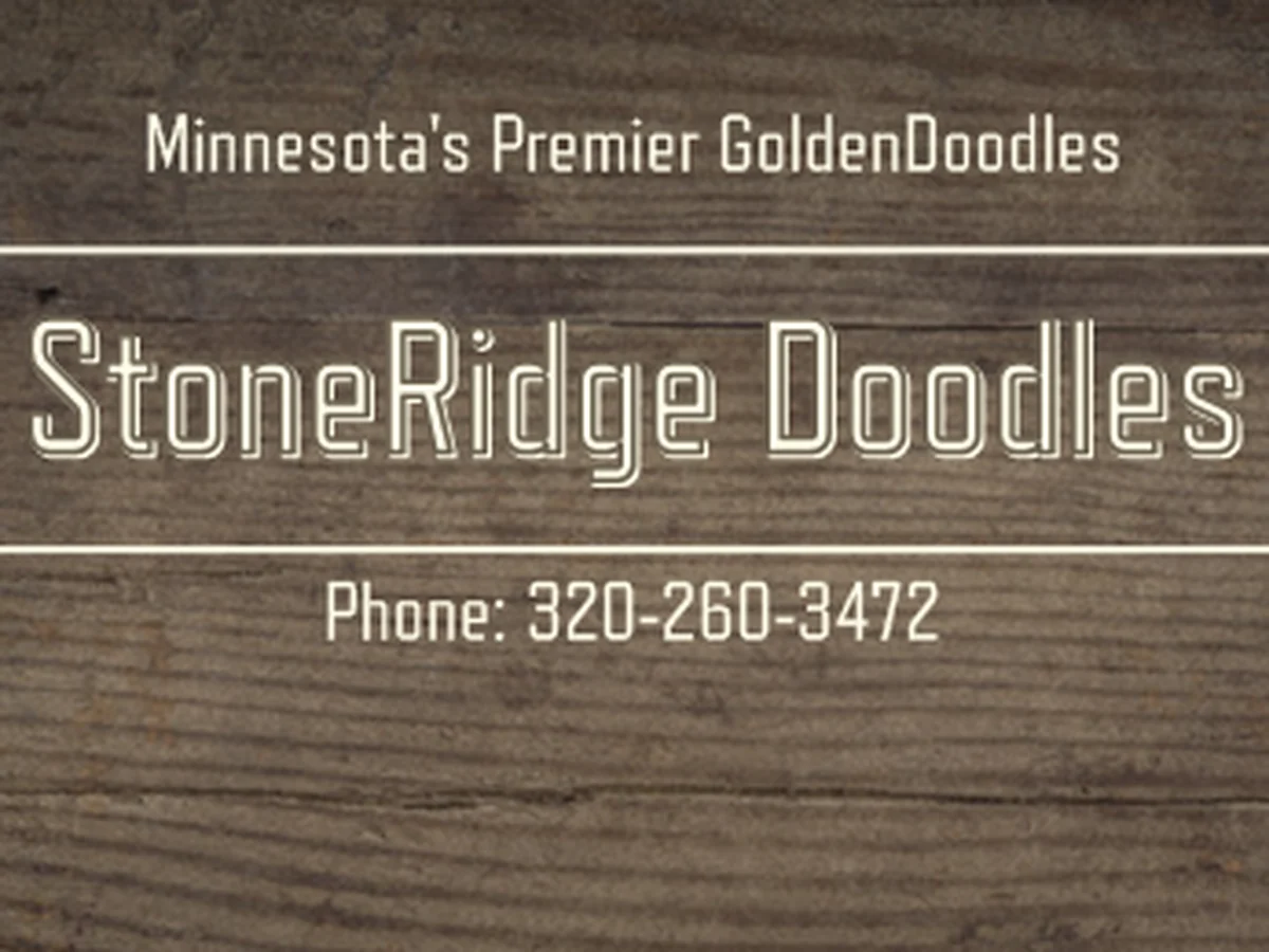 Mini Goldendoodle from StoneRidge Doodles in Minneapolis, MN