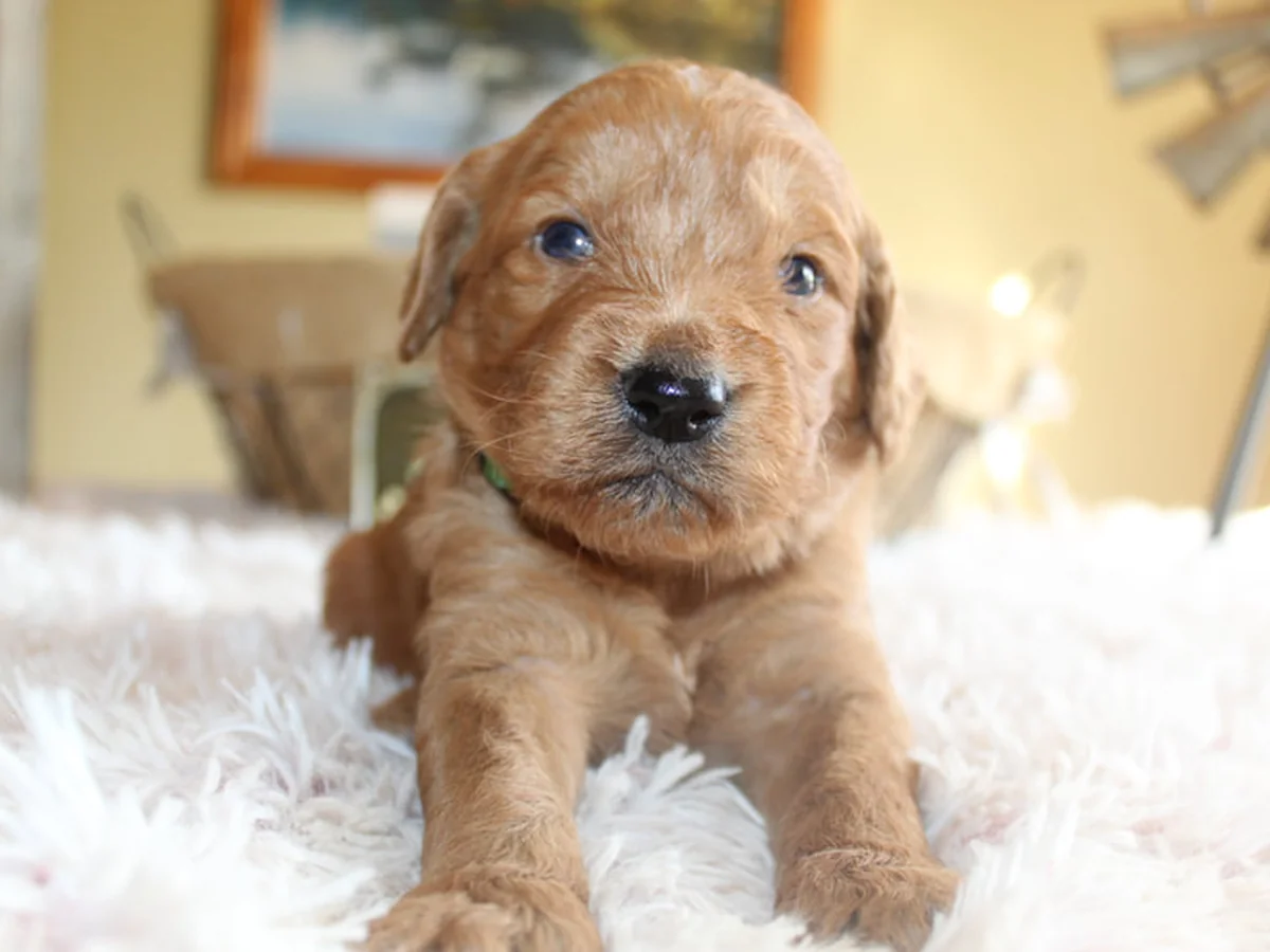 Goldendoodle puppy from Creekside Goldendoodles in SW Missouri