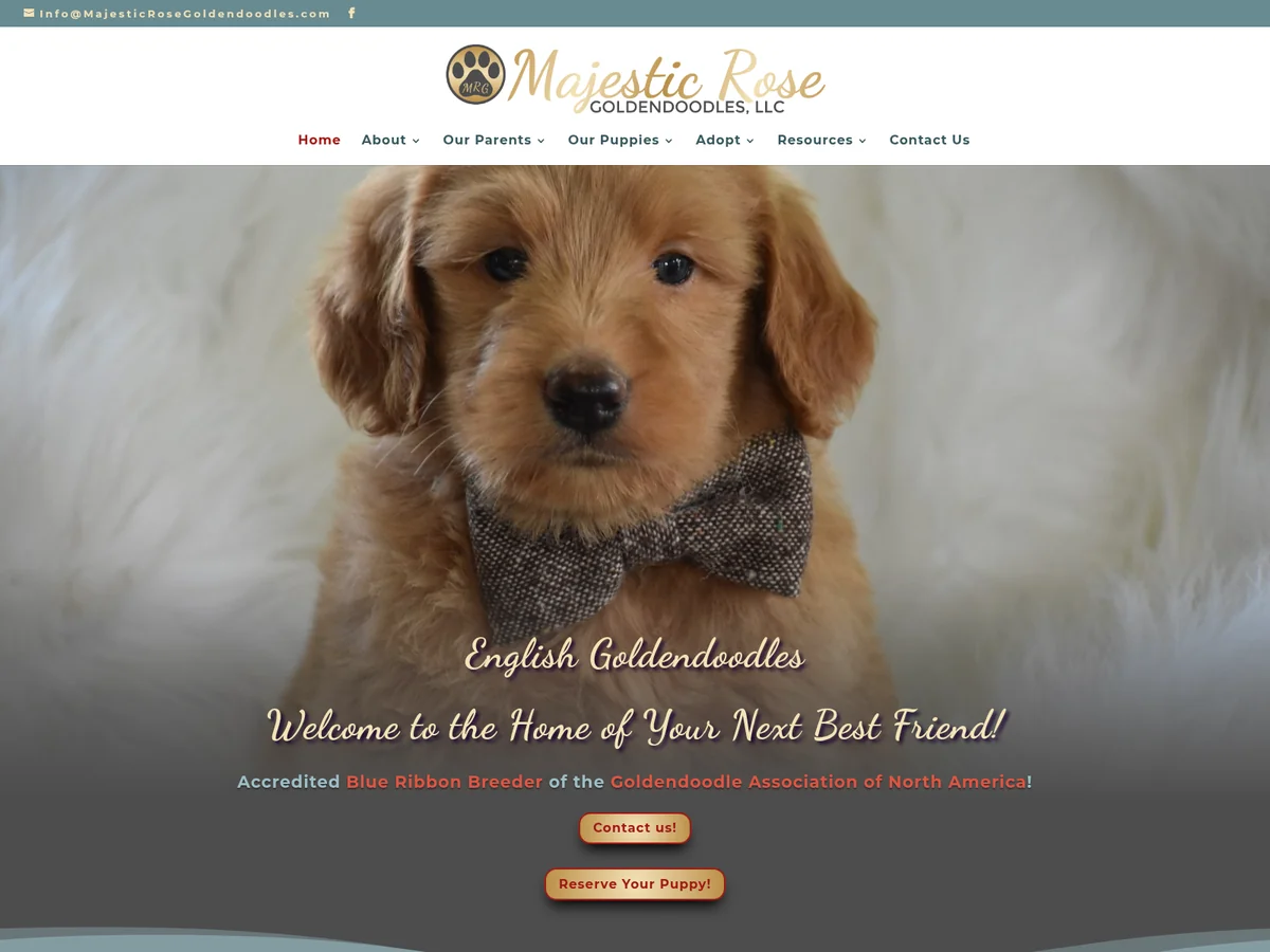 Newborn English Goldendoodle litter from Majestic Rose in St. Joseph, MO