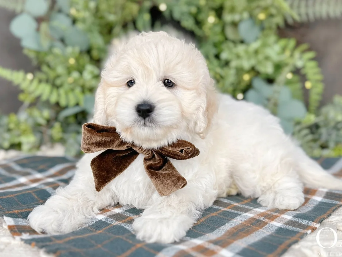 English Teddy Bear Goldendoodle from Okefeild Acres in Elkland, MO