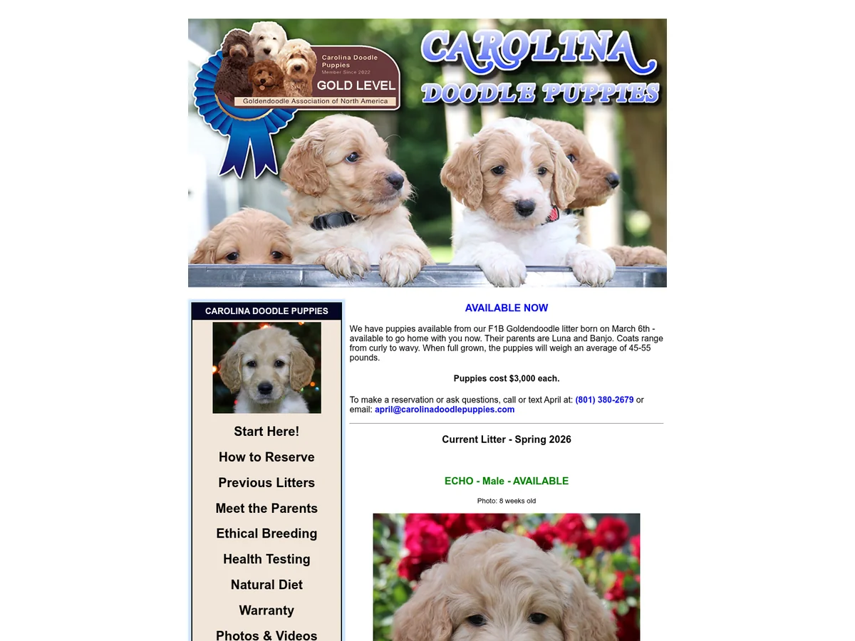 Goldendoodle puppy from Carolina Doodle Puppies in Kernersville, NC