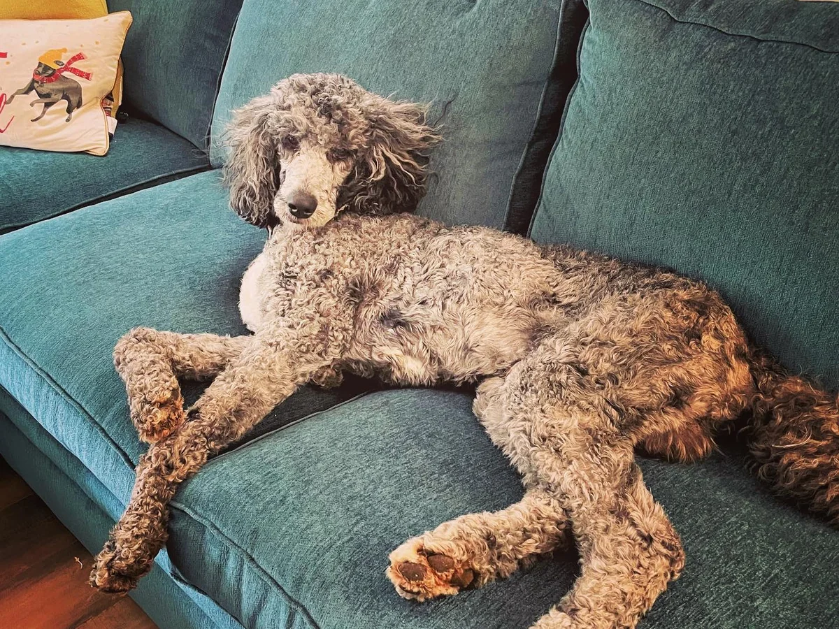 Goldendoodle from Doodling All Day Goldendoodles in Valdese, NC