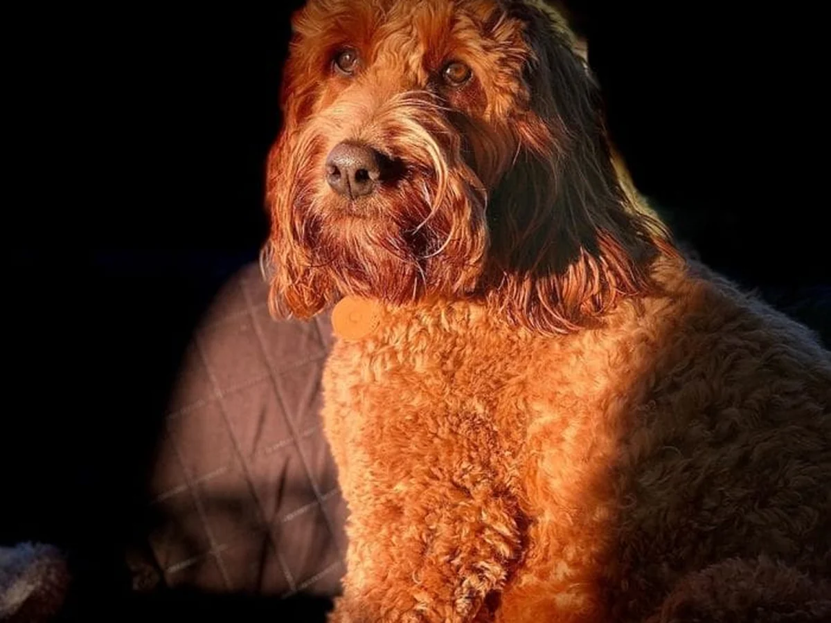 Goldendoodle from Hummingbird Hill Goldendoodles in Liberty, NC