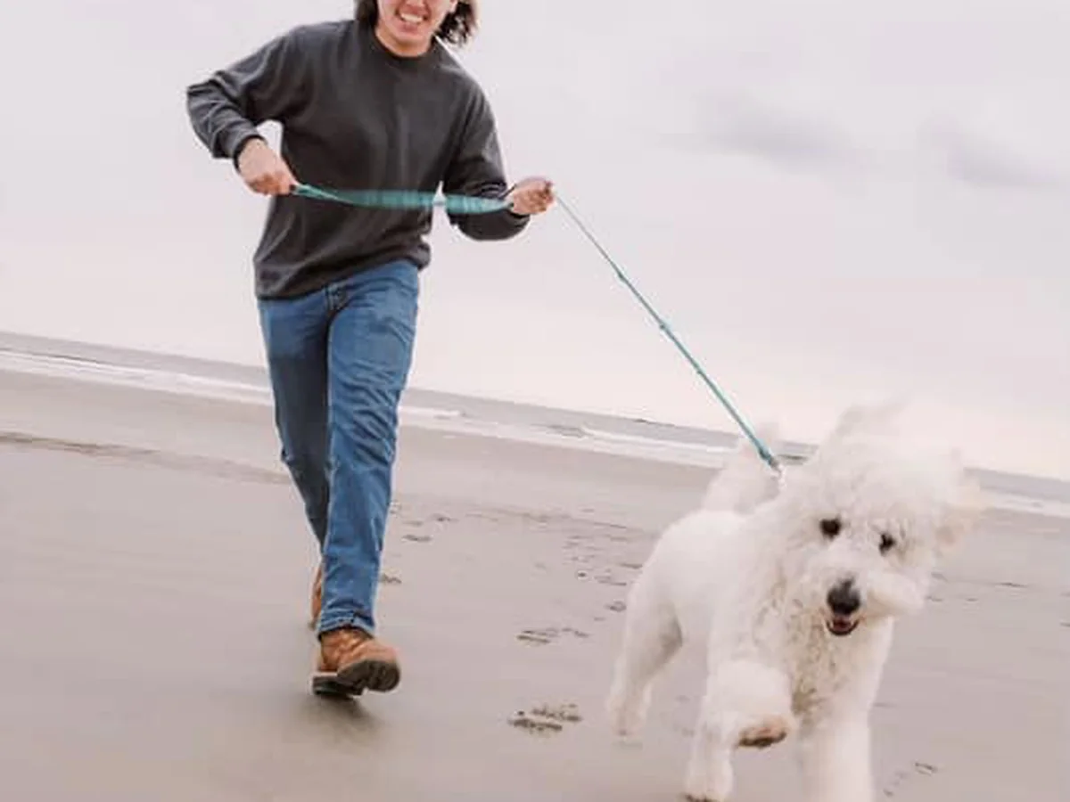Goldendoodle puppy from Lake Road Doodles in Hertford, NC