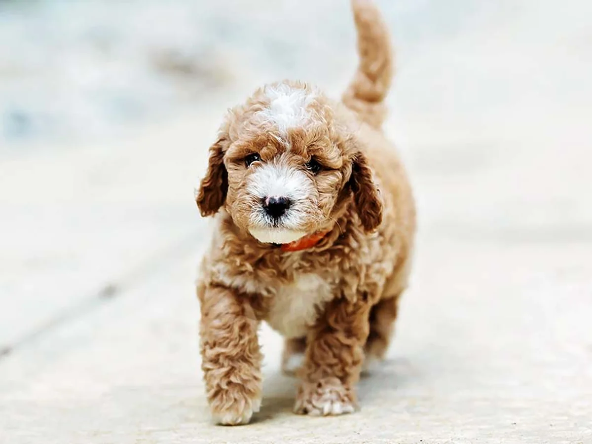 Mini Goldendoodle puppy from Peters' Puppies in Henderson, NC
