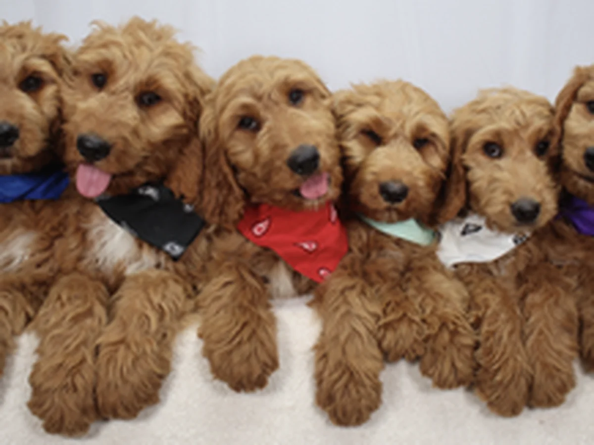 F1 Standard Goldendoodle puppies from Triangle Goldendoodles in Efland, NC