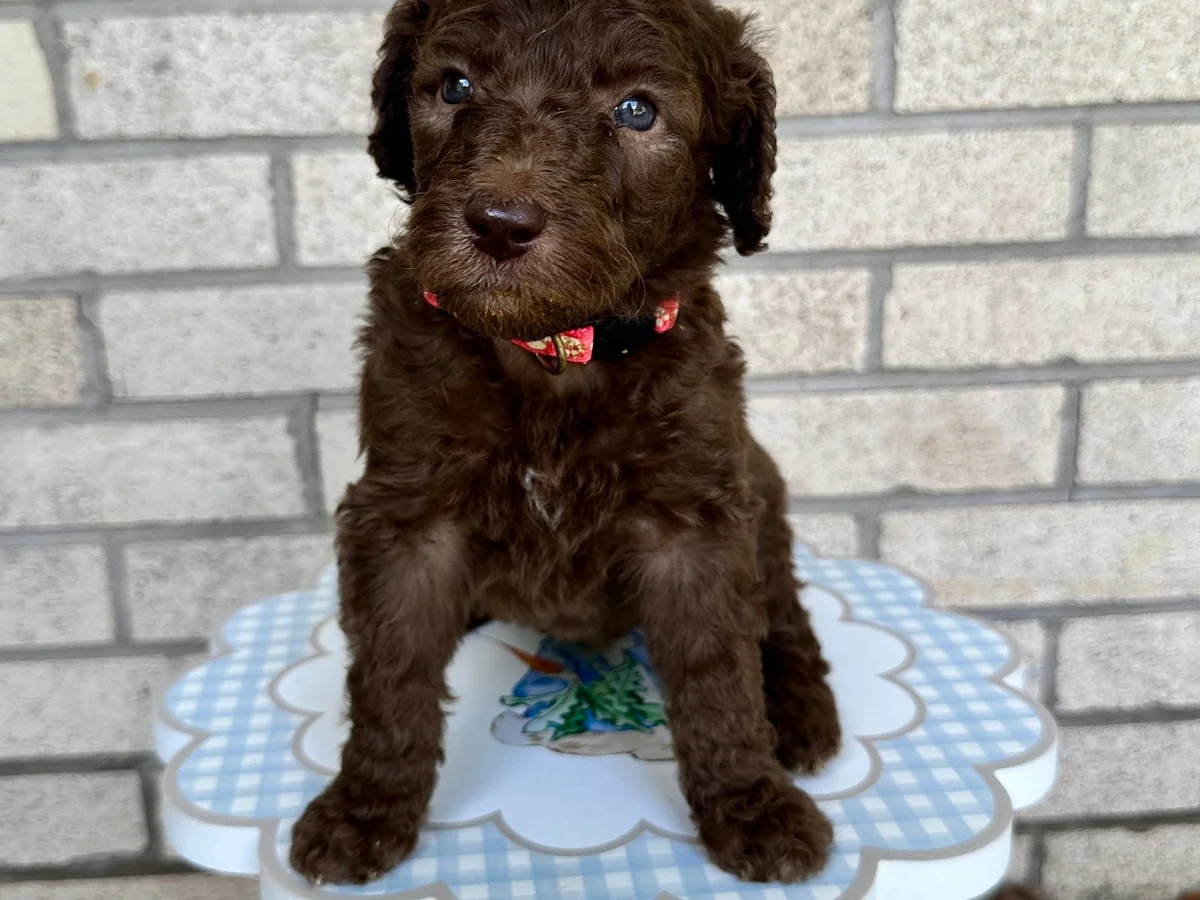 Goldendoodle from Dacus Doodles in Montgomery, TX