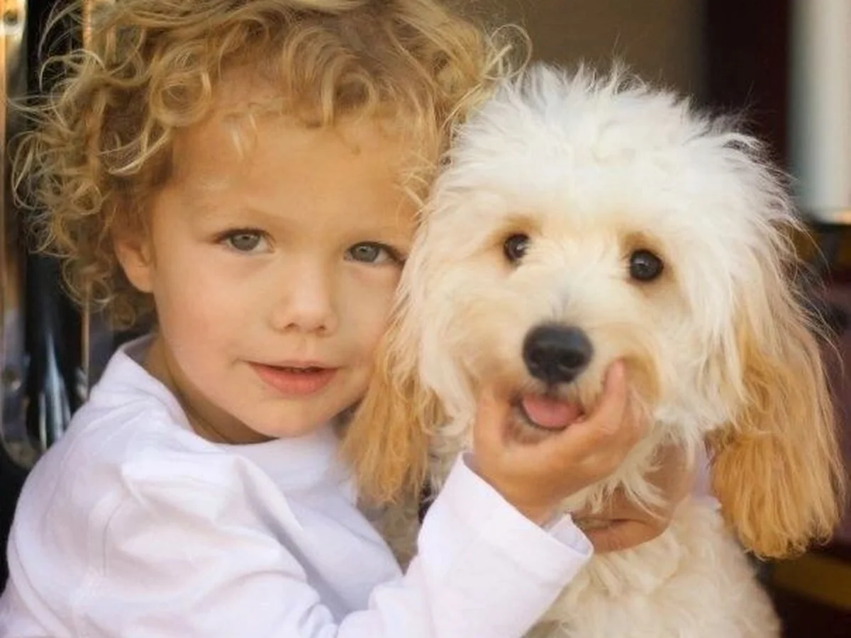 Goldendoodle from Gunter Goldendoodles in Little Elm, TX