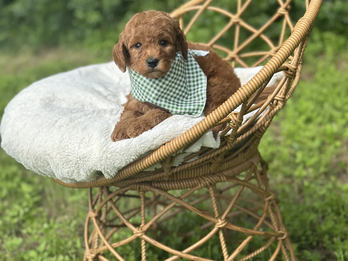 Goldendoodle from Lonestar Goldendoodles in Weatherford, TX