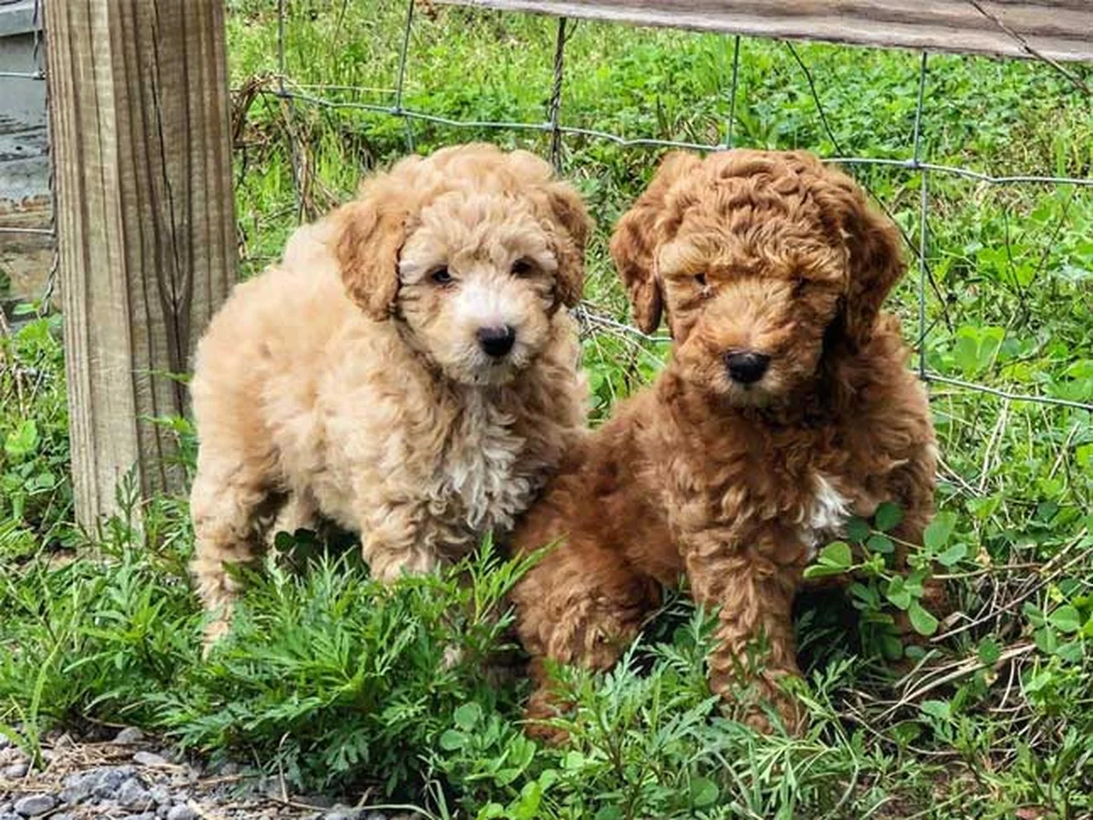 Goldendoodle from Oodles of Doodles Texas in Woodville, TX