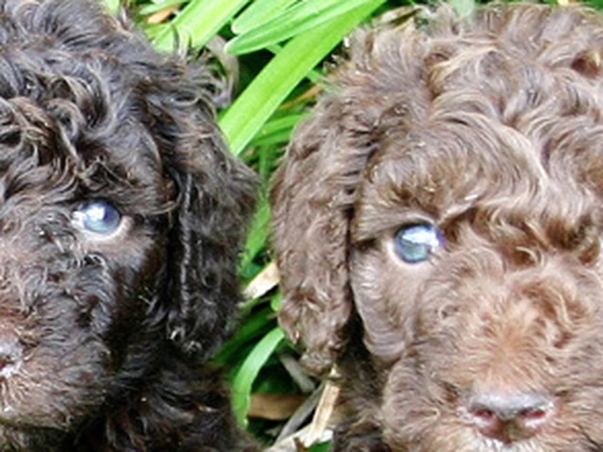 Goldendoodle from Safari Doodles in McKinney, TX