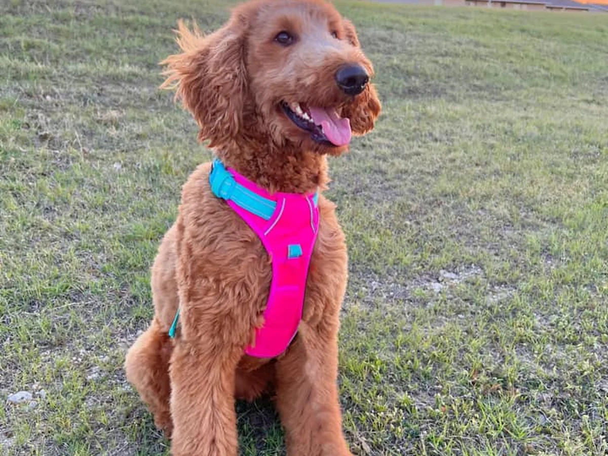 Goldendoodle from Snickers Doodles in Weir, TX