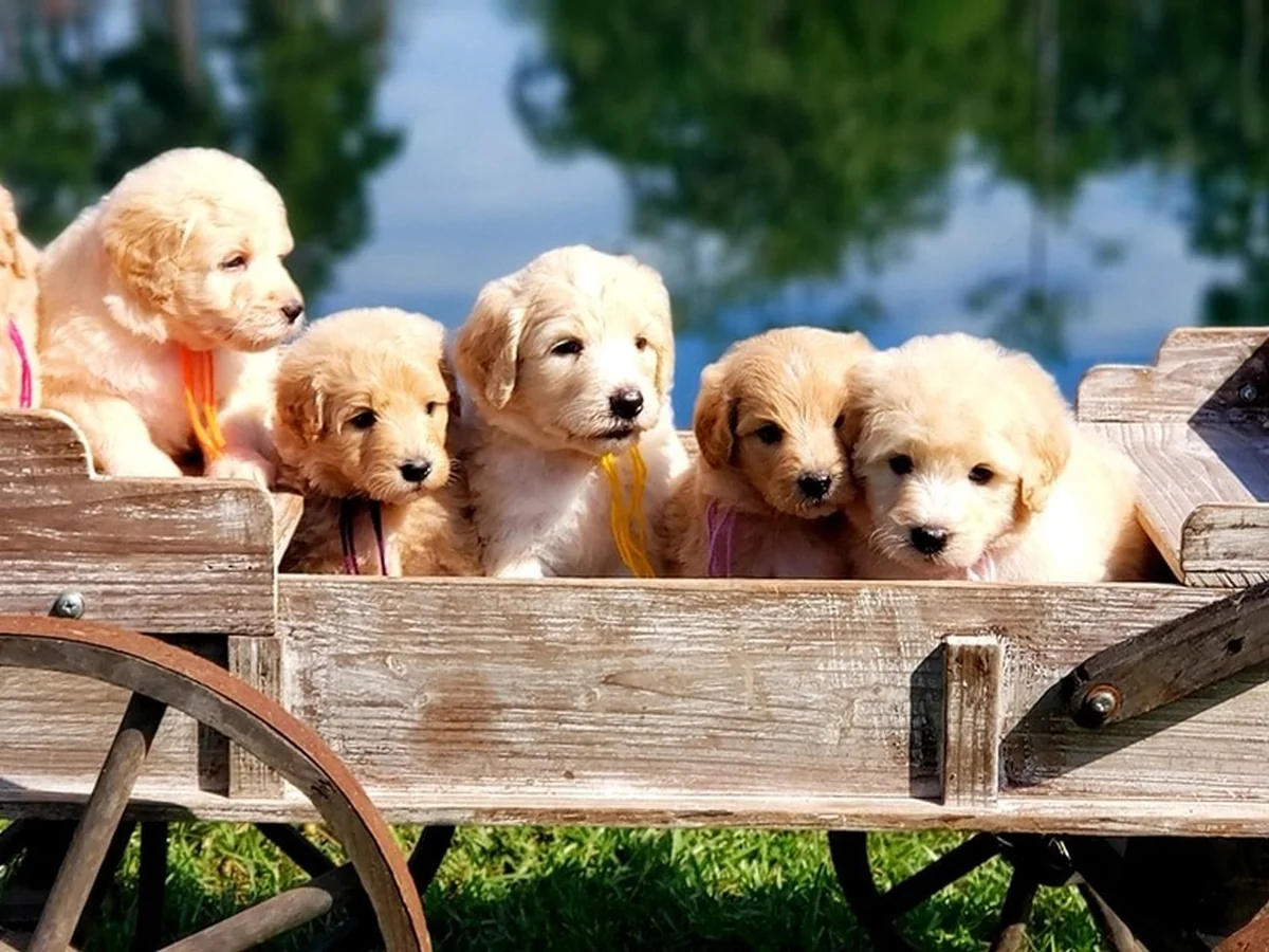 Goldendoodle from Texas Doodles in Kountze, TX