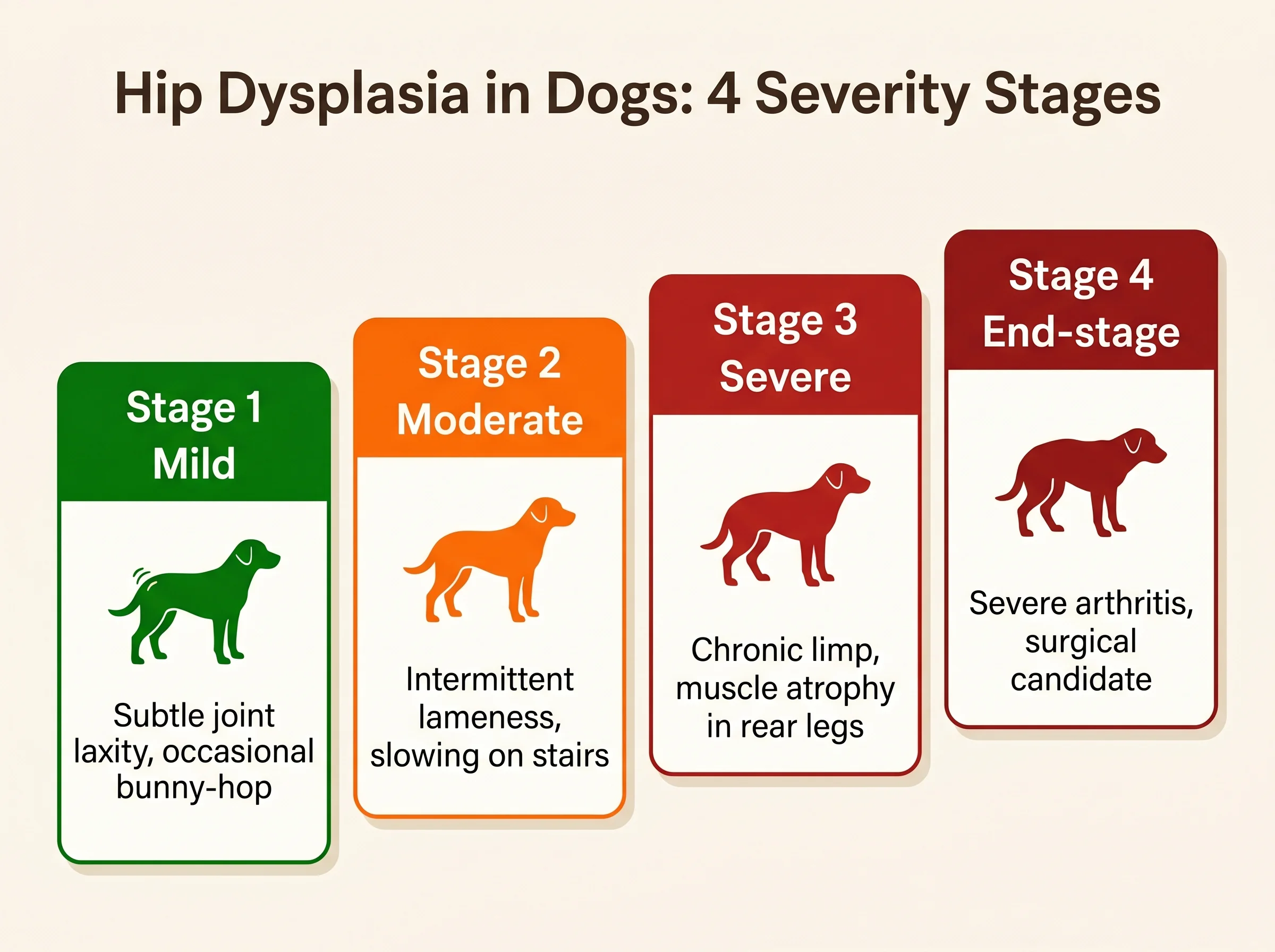 Hip dysplasia in dogs four severity stages: Mild bunny-hopping, Moderate intermittent lameness, Severe chronic limp with muscle atrophy, End-stage surgical candidate