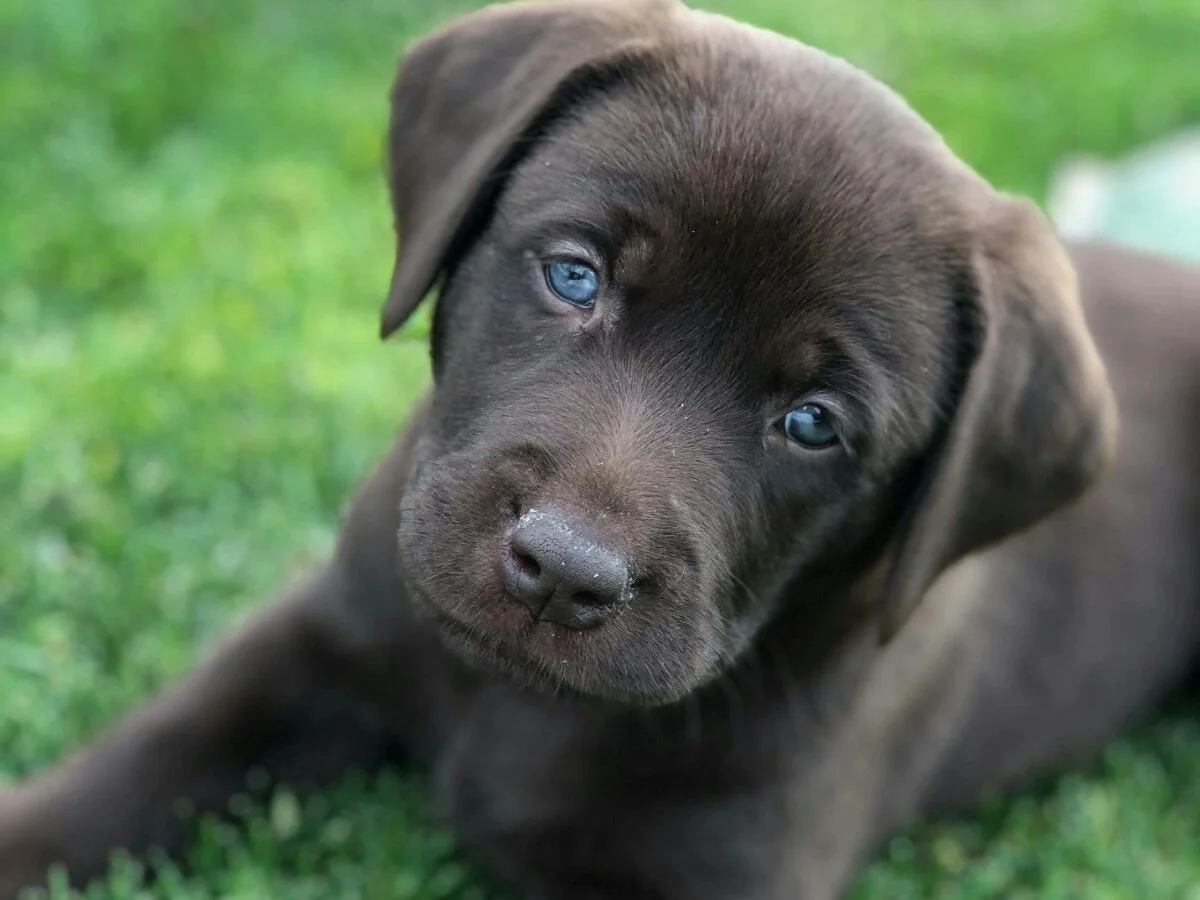 Yellow Labrador retriever from Almond Blossom Labradors, Oakdale, California