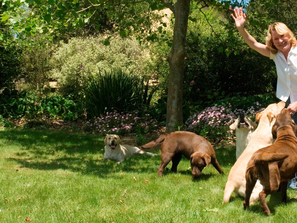 English-style Labrador retriever from Kentfield Kennels, Sebastopol, California